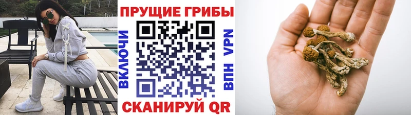 Купить закладки  Новочеркасск  Галлюциногенные грибы Psilocybine cubensis 